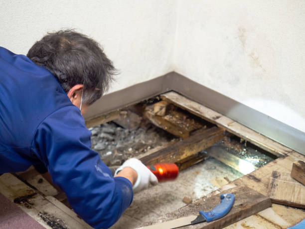 Best Attic Mold Removal  in Port Jefferson Station, NY