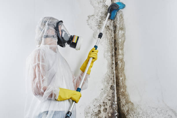 Best Mold Damage Repair  in Port Jefferson Station, NY