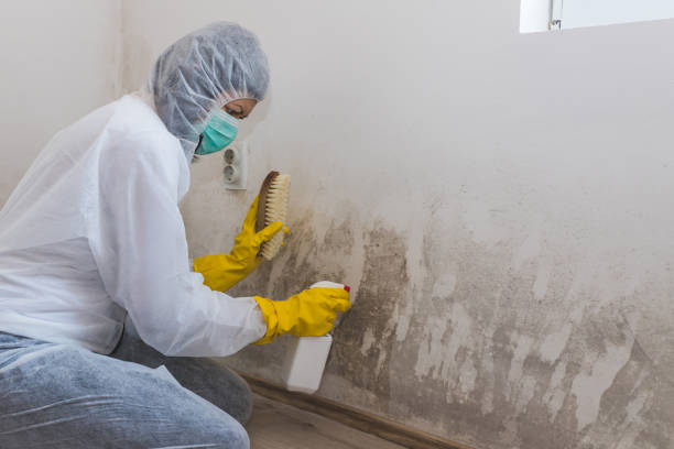 Port Jefferson Station, NY Mold Removal Company