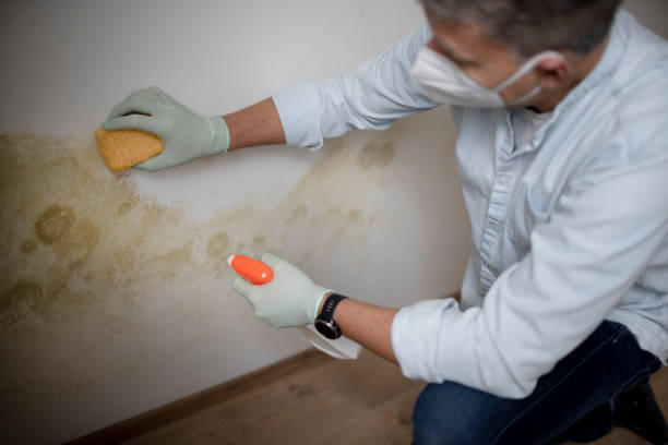 Port Jefferson Station, NY Mold Removal Company