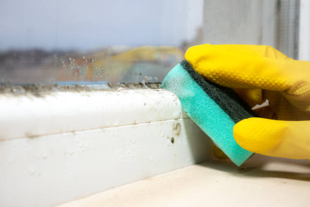 Best Office Mold Removal Services  in Port Jefferson Station, NY