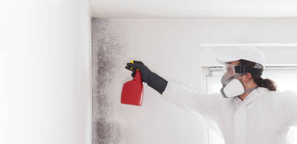 Best Emergency Mold Removal  in Port Jefferson Station, NY