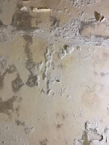 Best Mold Removal Near Me  in Port Jefferson Station, NY