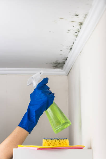 Certified Mold Removal in Port Jefferson Station, NY